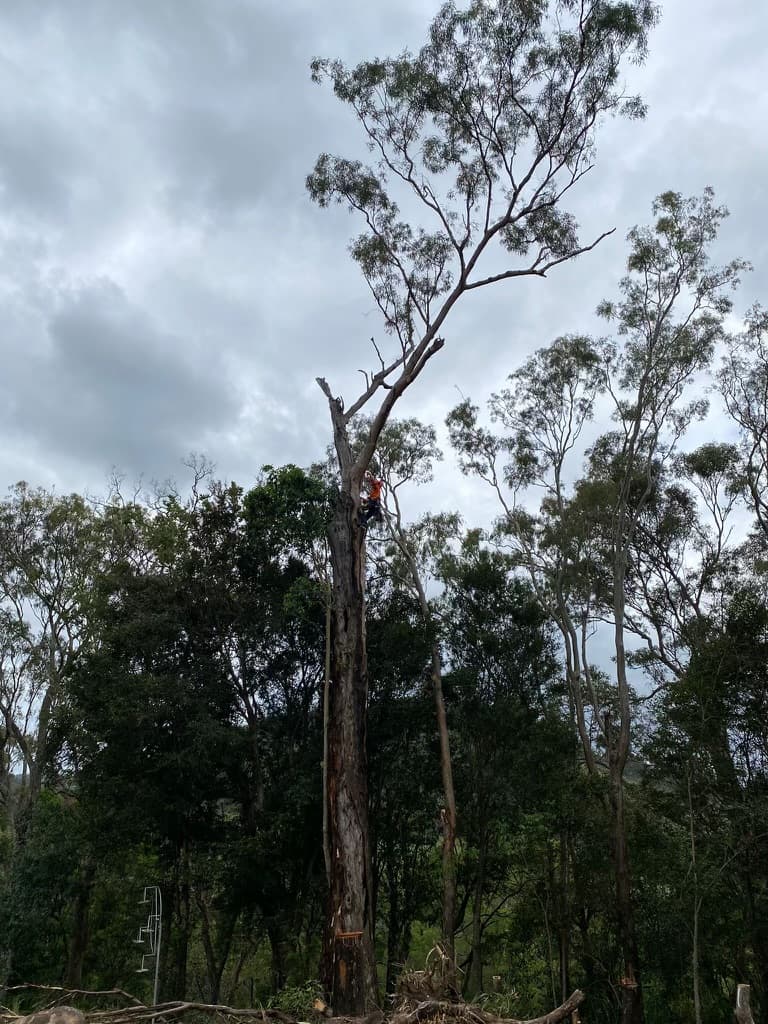 Coastal Tree Barber tree services work in Maroochydore