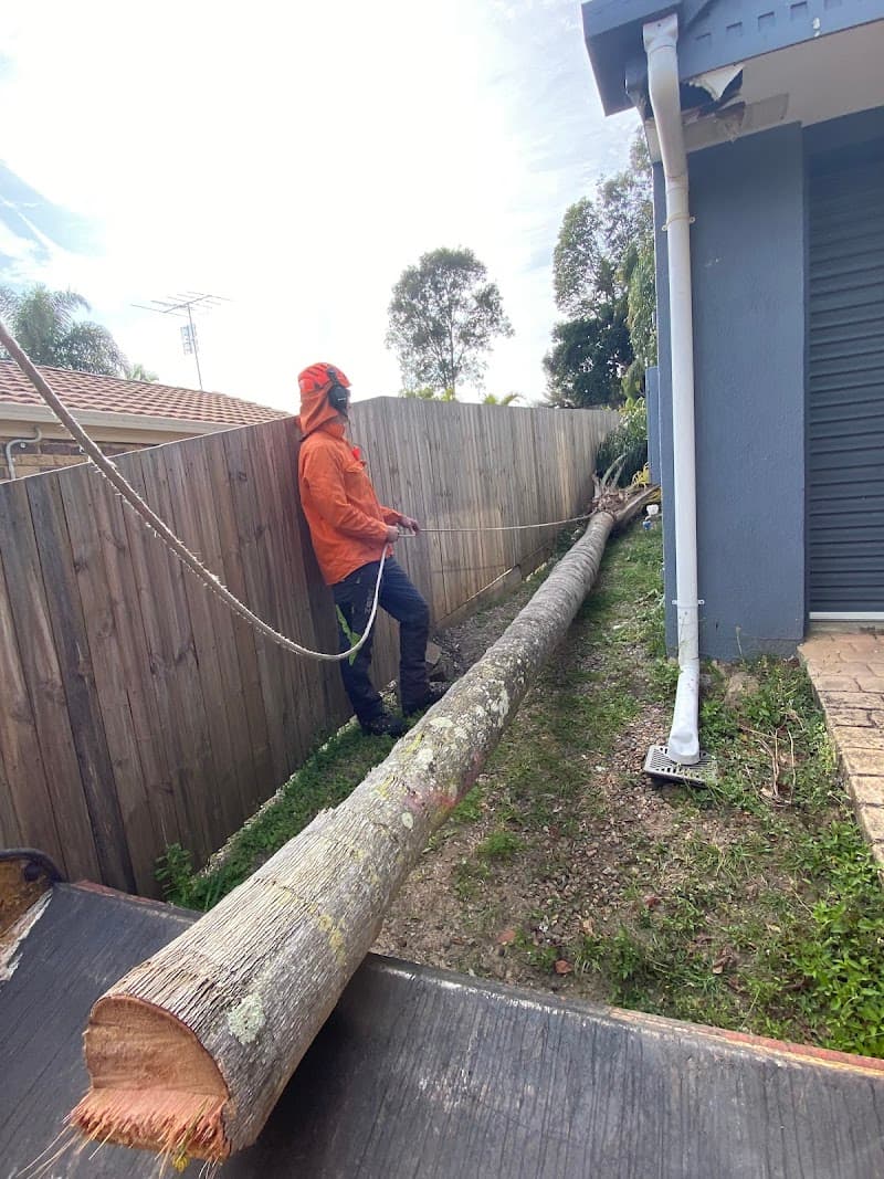 Coastal Tree Barber tree services work in Maroochydore