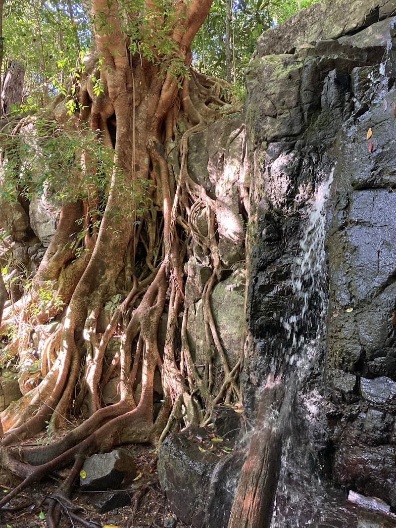 Coastal Tree Barber tree services work in Maroochydore