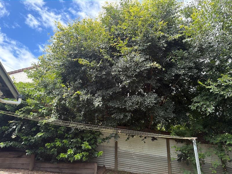 Coastal Tree Barber tree services work in Maroochydore