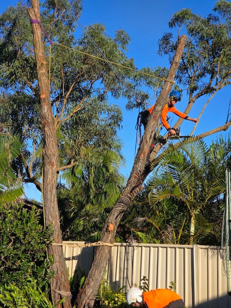 Coastal Trees tree services work in Chittaway Bay