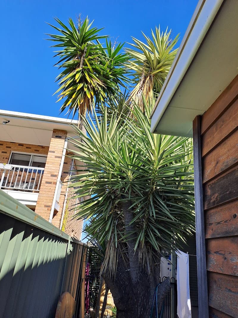 Coastal Trees tree services work in Chittaway Bay