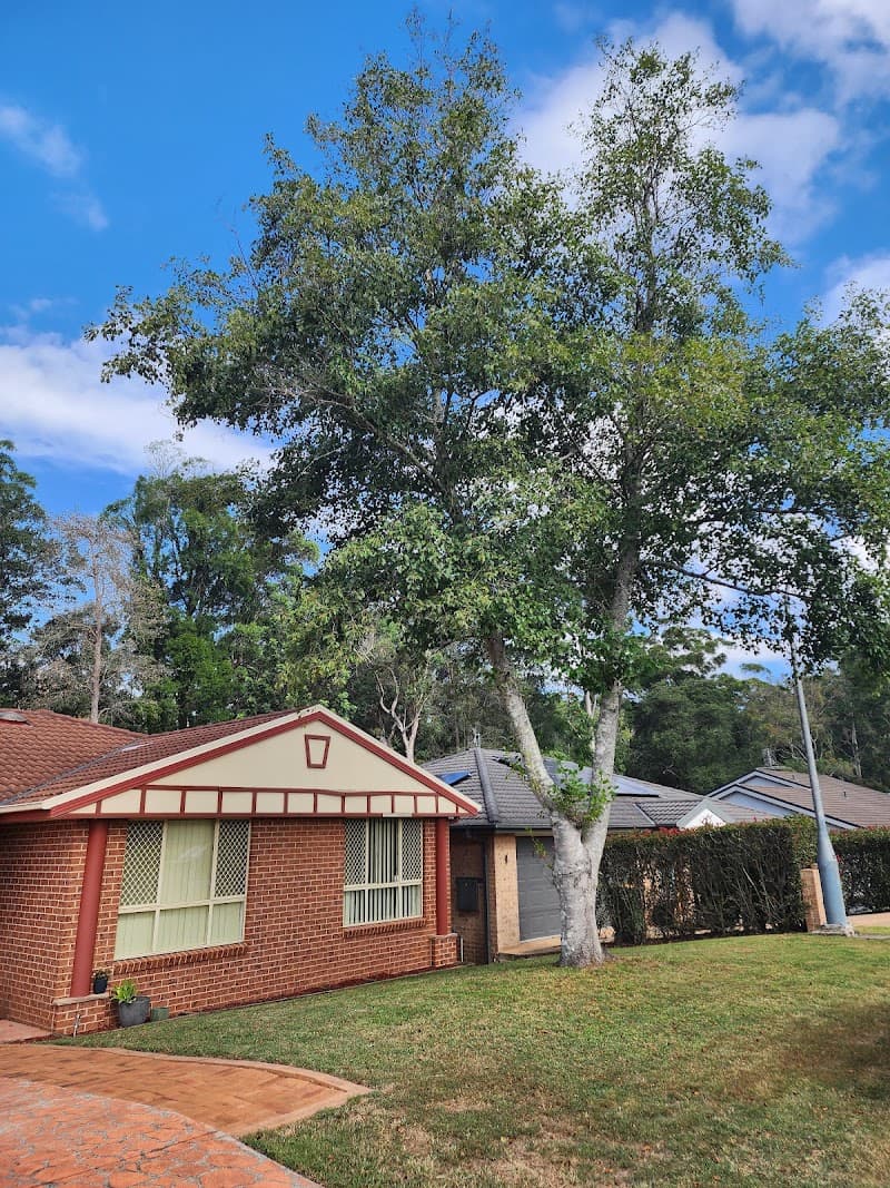 Coastal Trees tree services work in Chittaway Bay