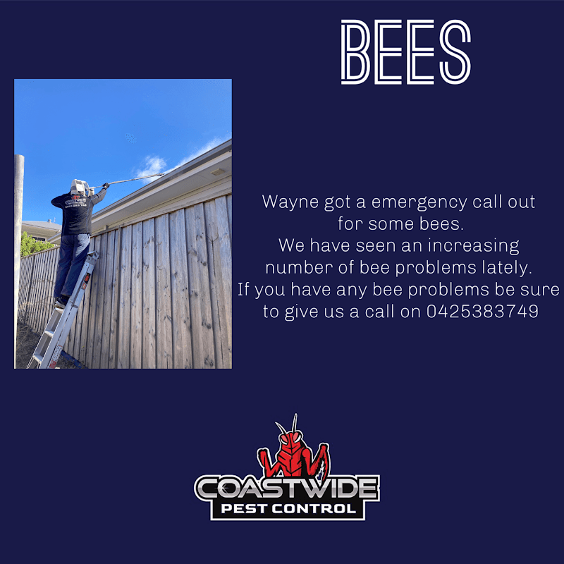 Coastwide Pest Control pest control work in Hamlyn Terrace