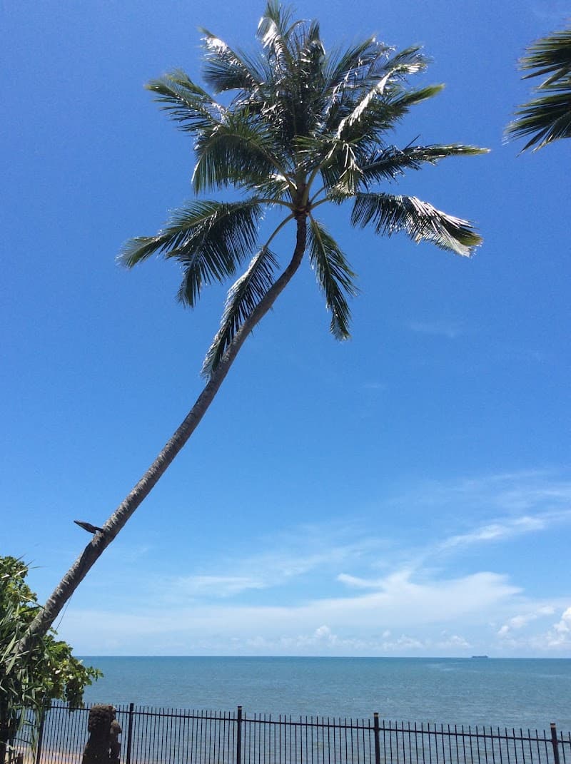 Coconut Dundee tree services work in Machans Beach