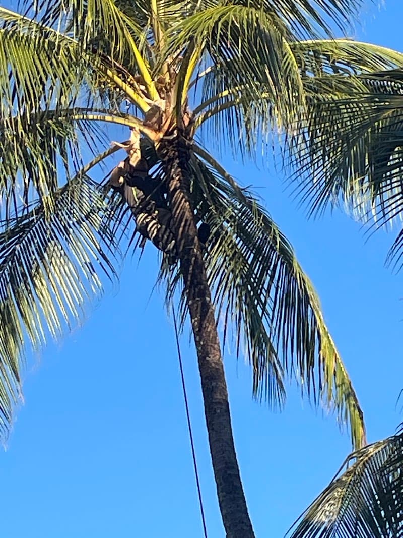 Coconut Dundee tree services work in Machans Beach