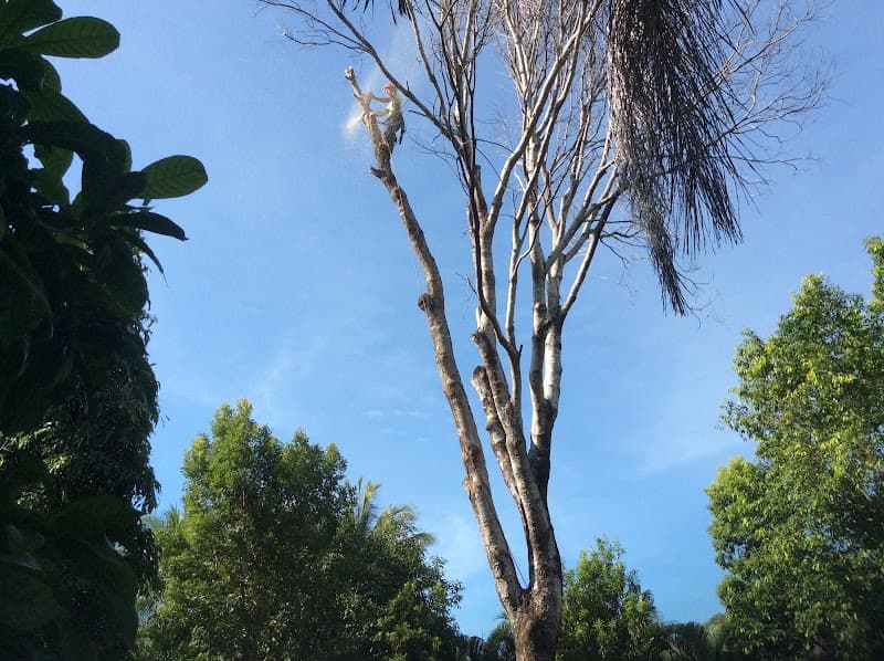Coconut Dundee tree services work in Machans Beach