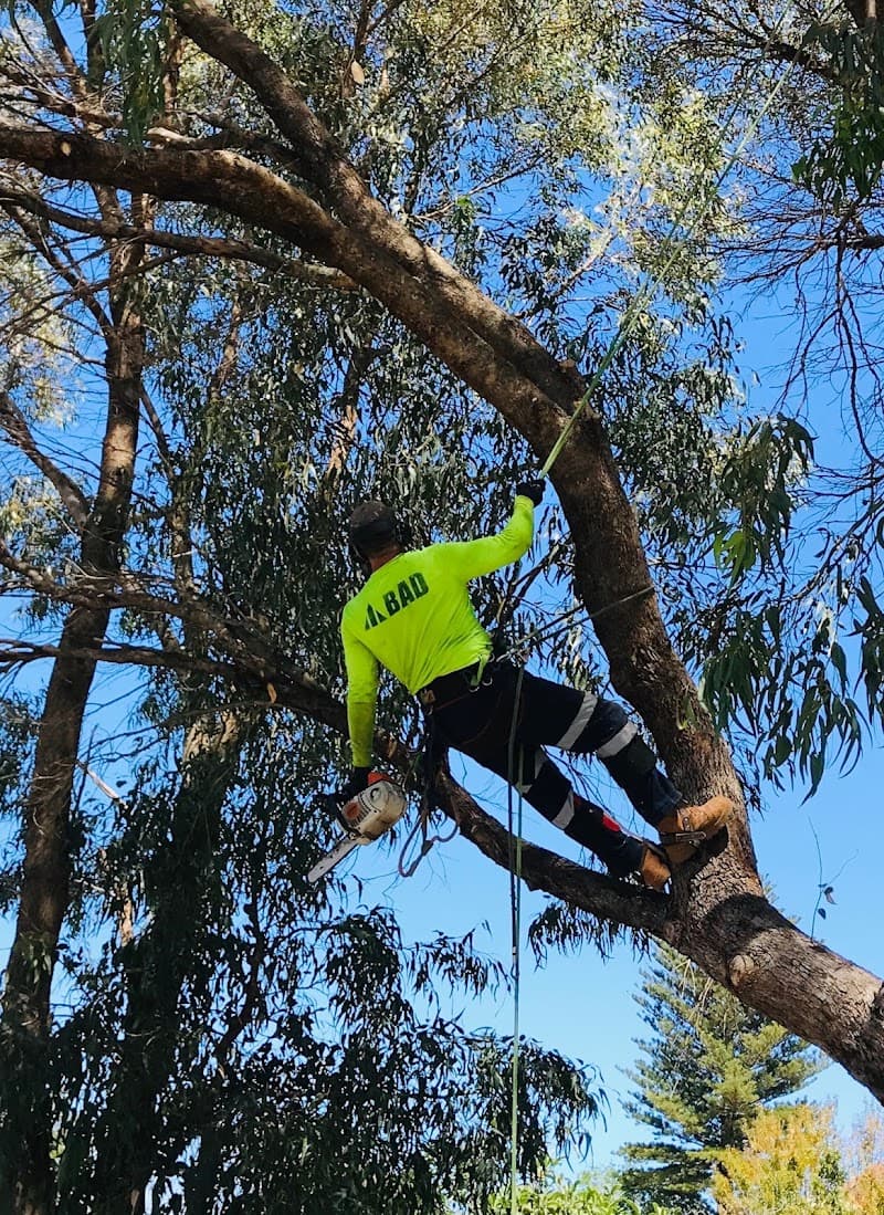 Colins Trees tree services work in Mullaloo