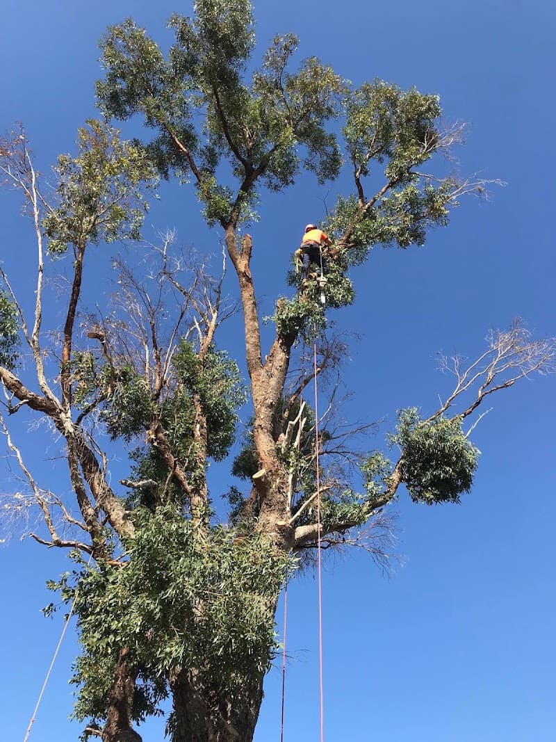Colins Trees tree services work in Mullaloo