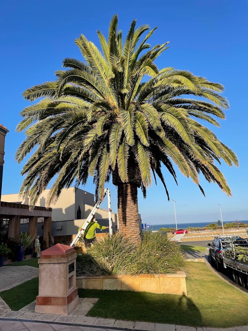 Colins Trees tree services work in Mullaloo