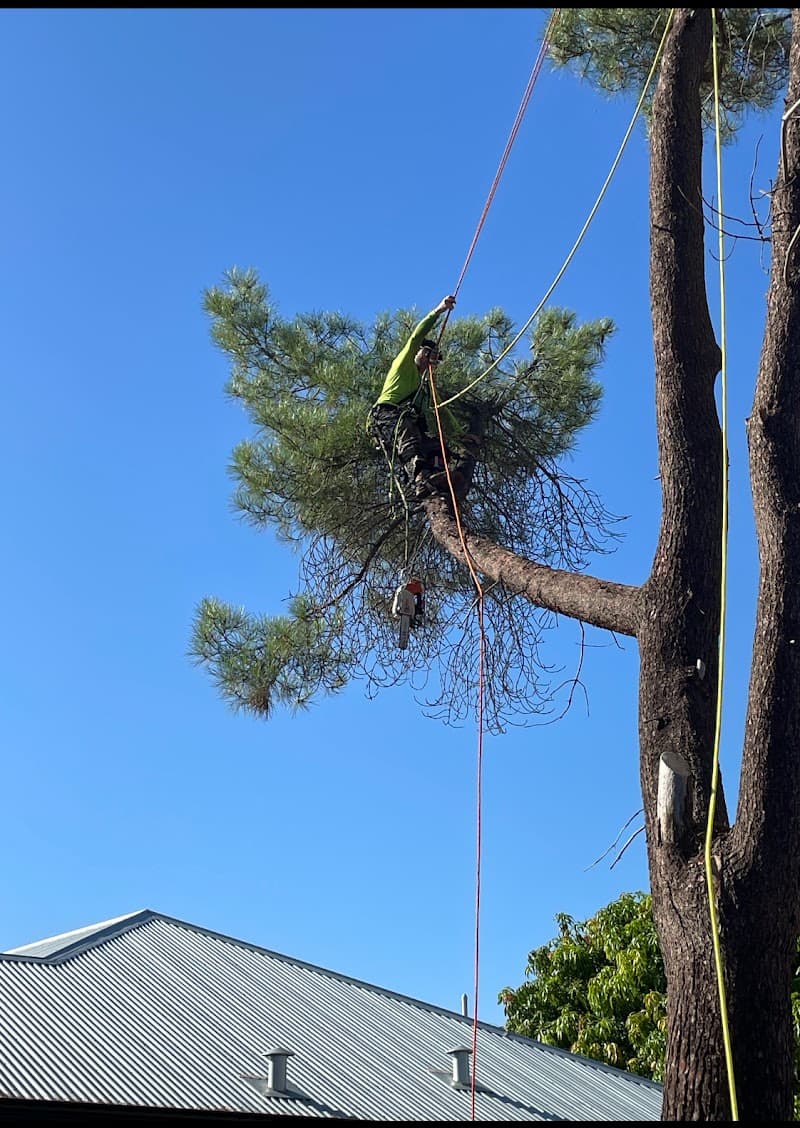 Colins Trees tree services work in Mullaloo