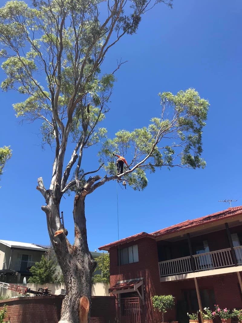 Colins Trees tree services work in Mullaloo