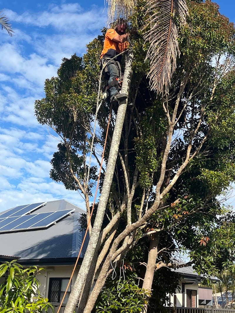 COLOURFUL TREE LOPPING STUMP GRINDING tree services work in Scarborough