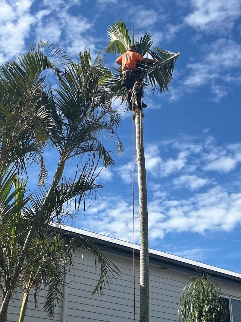 COLOURFUL TREE LOPPING STUMP GRINDING tree services work in Scarborough