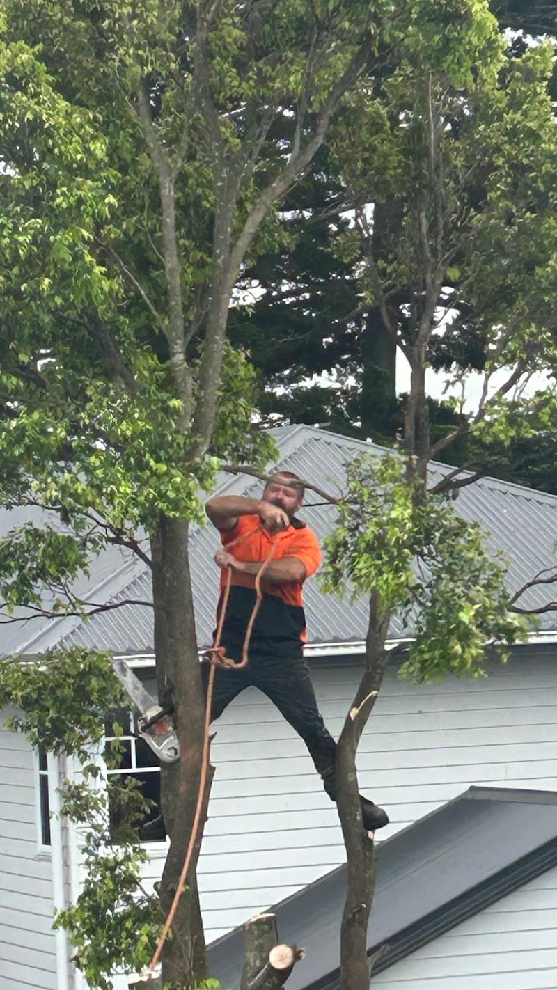 COLOURFUL TREE LOPPING STUMP GRINDING tree services work in Scarborough