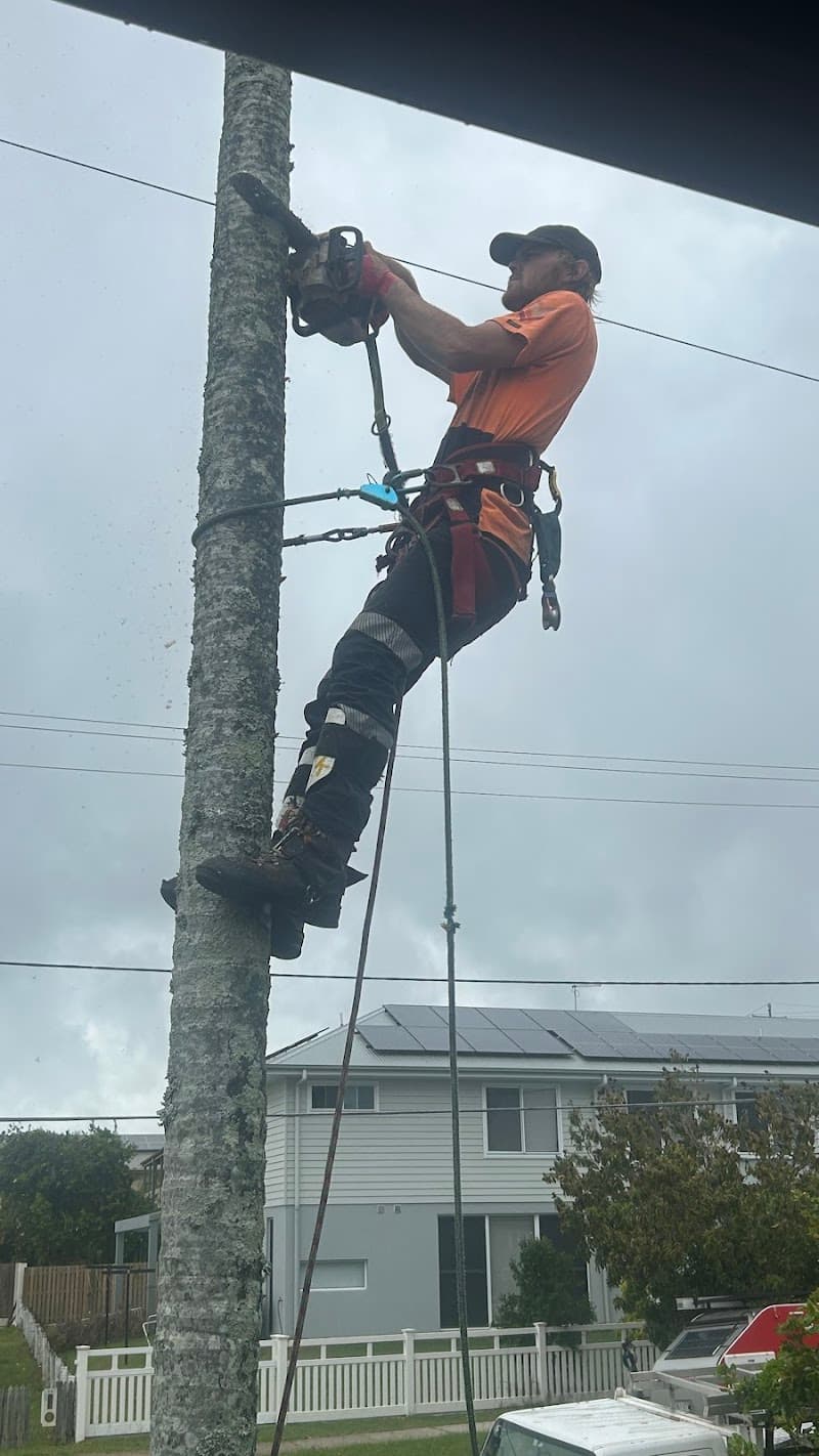COLOURFUL TREE LOPPING STUMP GRINDING tree services work in Scarborough