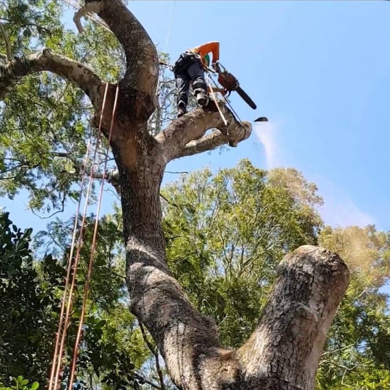 Coral Coast Tree Care tree services work in Redlynch