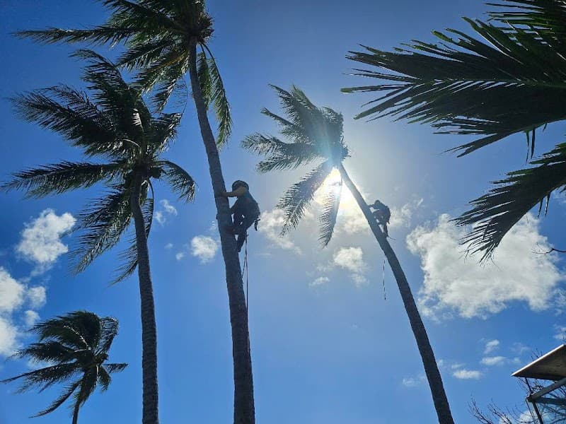 Coral Coast Tree Care tree services work in Redlynch