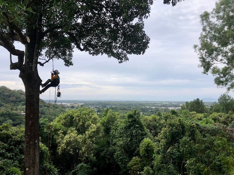 Coral Coast Tree Care tree services work in Redlynch