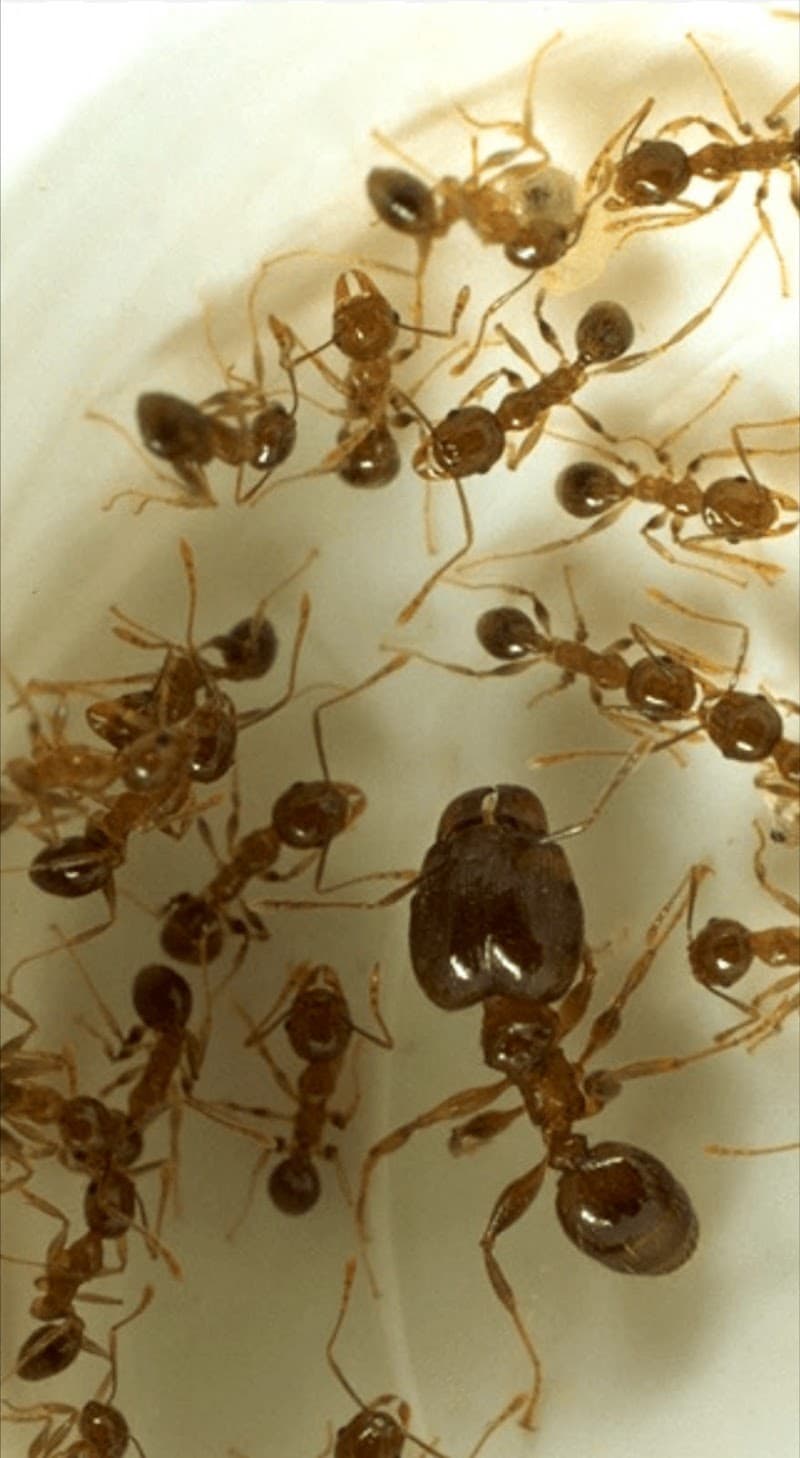 Cottesloe Pest Control- The REAL one @ 93847870 pest control work in Nedlands