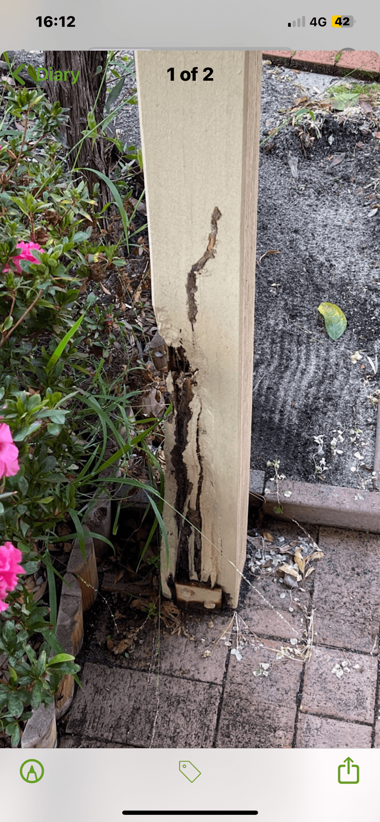 Cottesloe Pest Control- The REAL one @ 93847870 pest control work in Nedlands