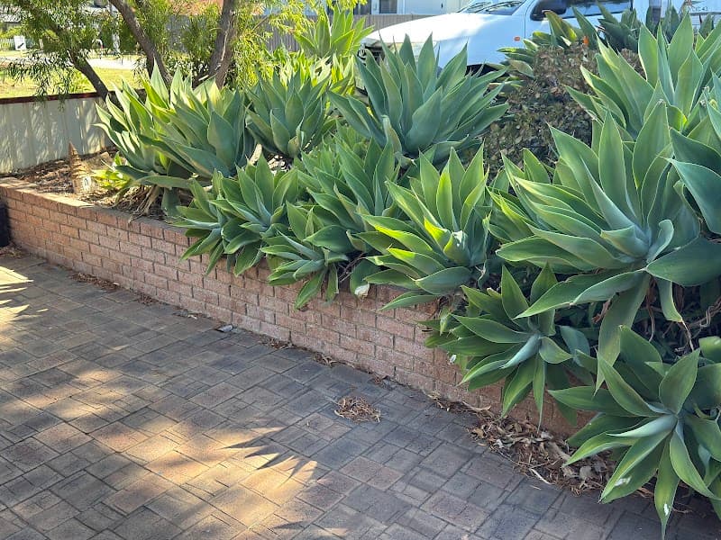 Cottesloe Pest Control- The REAL one @ 93847870 pest control work in Nedlands