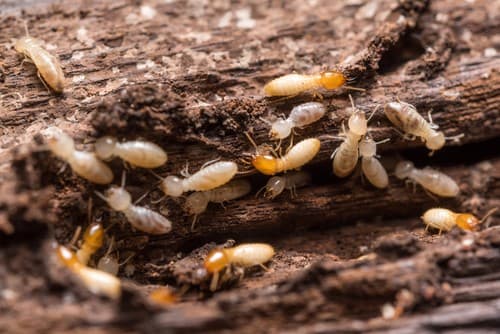 Critter Busters pest control work in Glenmore Park