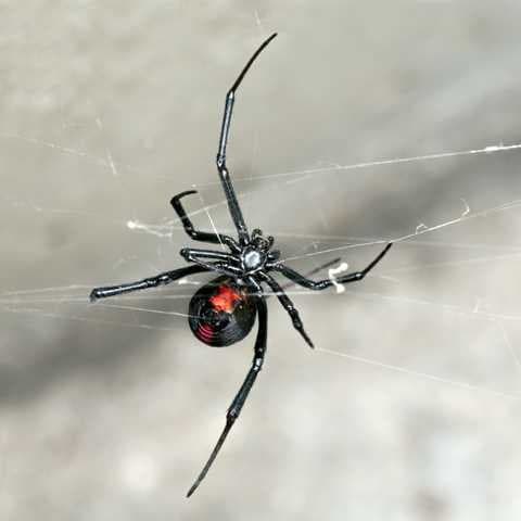 Critter Busters pest control work in Glenmore Park