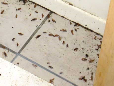 Critter Busters pest control work in Glenmore Park