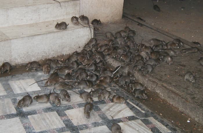 Critter Busters pest control work in Glenmore Park