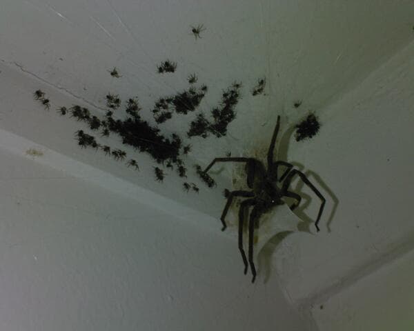 Critter Busters pest control work in Glenmore Park