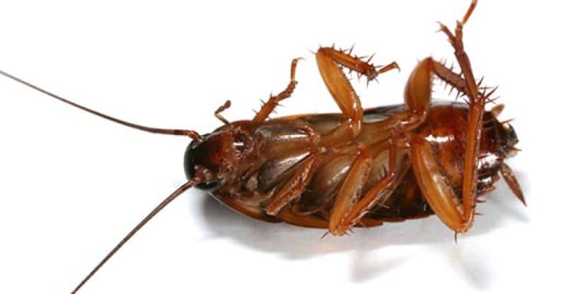 Critter Busters pest control work in Glenmore Park