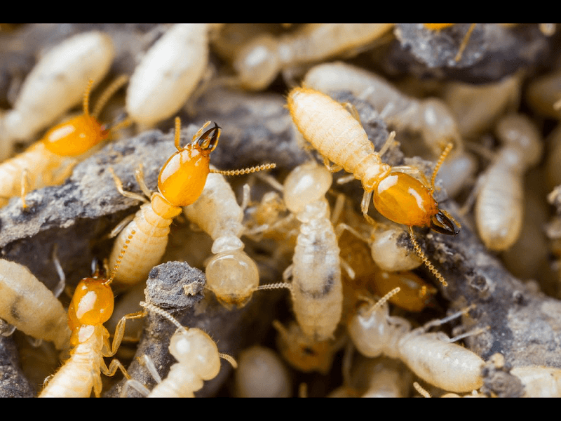 Critter Control Pest Management pest control work in Frankston