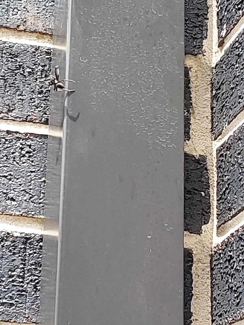 Critter Control Pest Management pest control work in Frankston