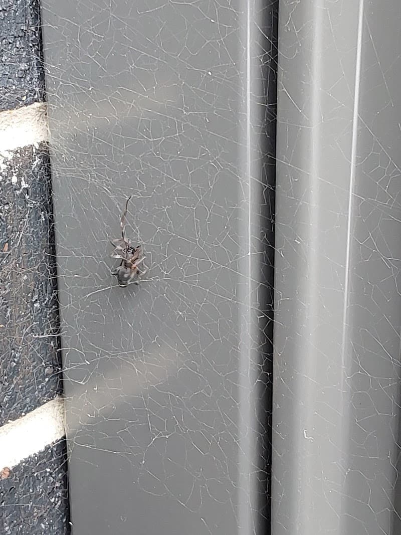 Critter Control Pest Management pest control work in Frankston