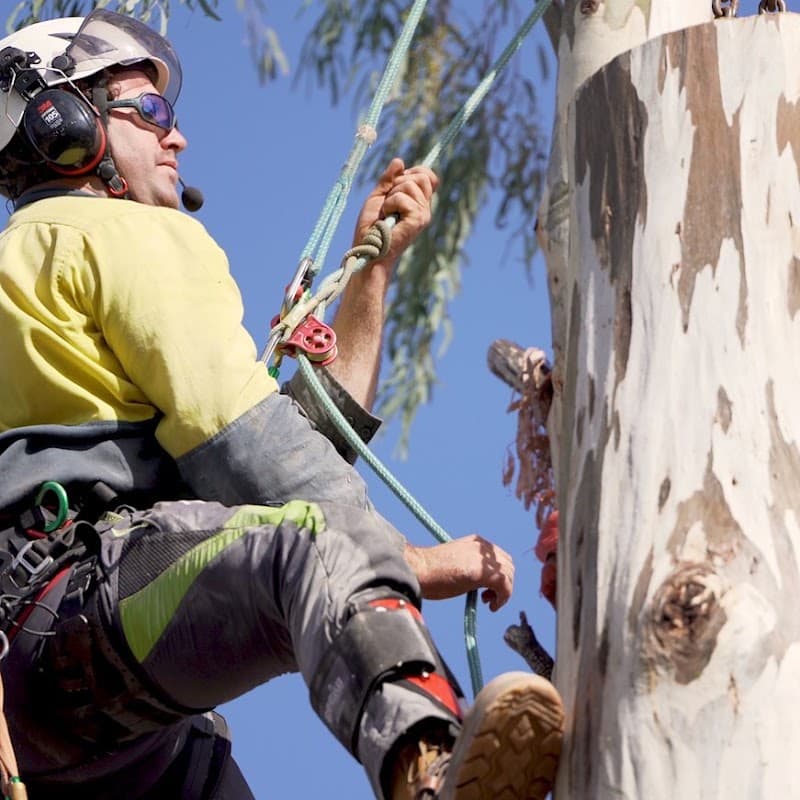 Cut Above Tree Care tree services work in Torrington