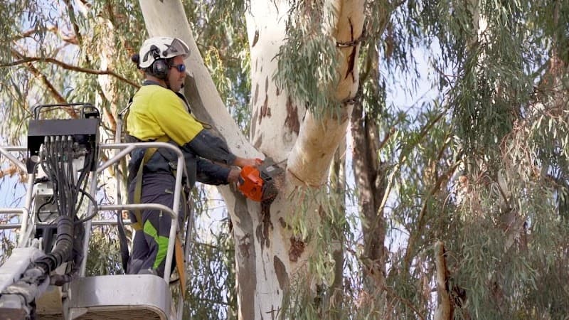 Cut Above Tree Care tree services work in Torrington