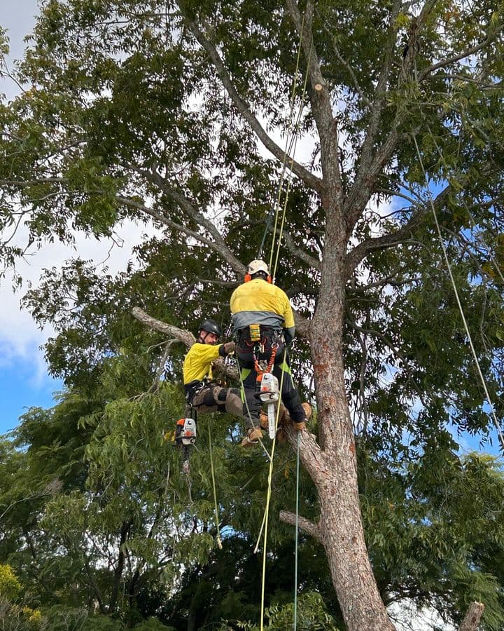 Cut Above Tree Care tree services work in Torrington