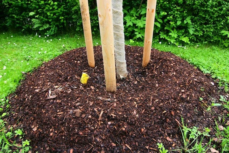 Cut Above Tree Care tree services work in Torrington
