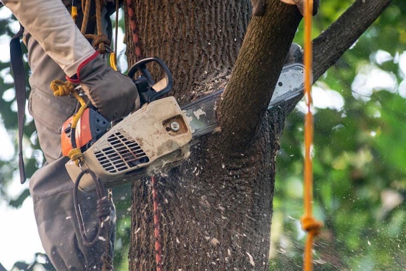 Cut Above Tree Care tree services work in Torrington