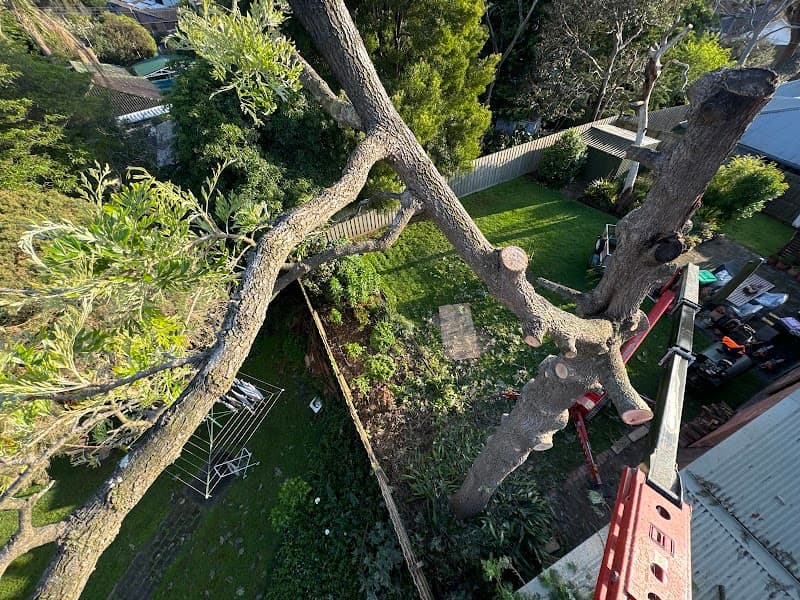 Cut It Right Tree Service tree services work in Langwarrin