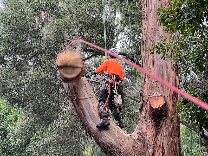 Cut It Right Tree Service tree services work in Langwarrin