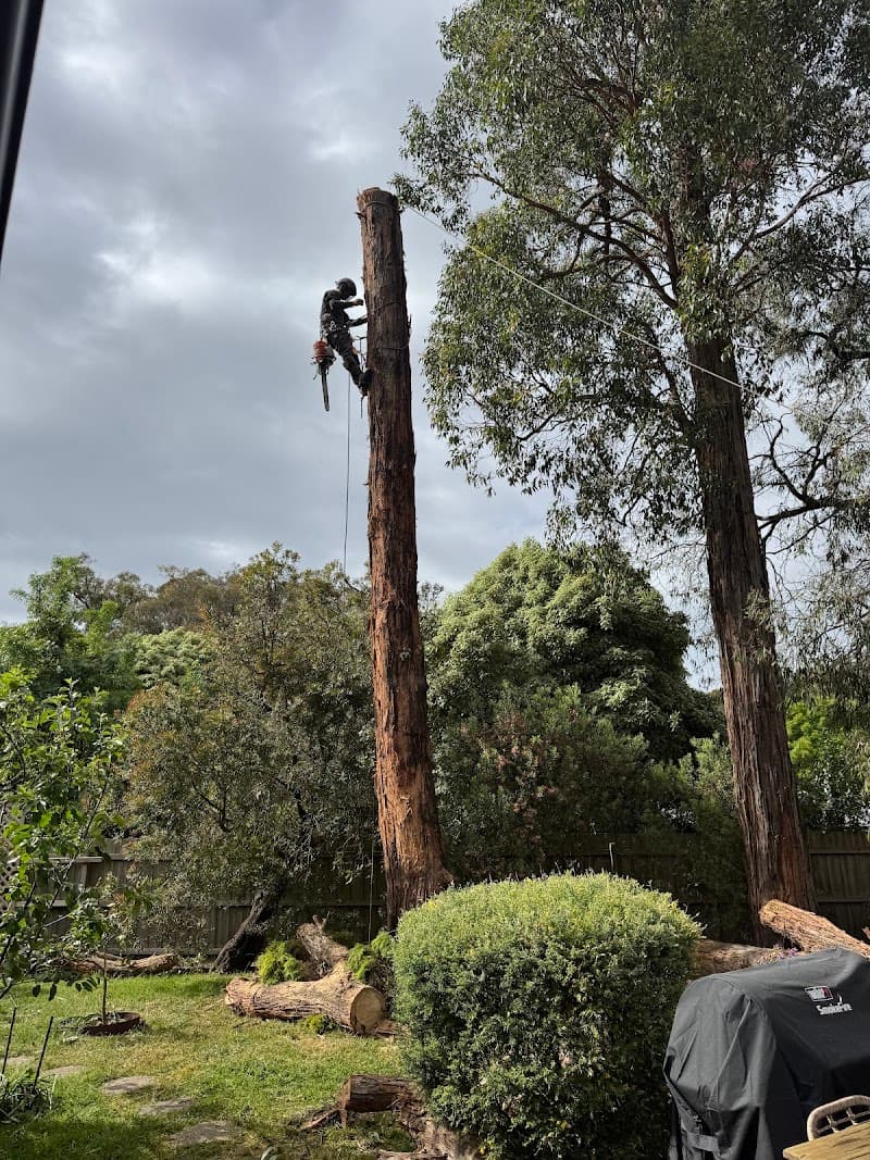 Cut It Right Tree Service tree services work in Langwarrin