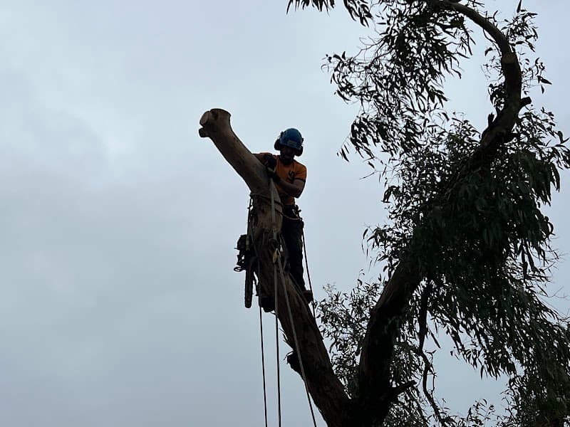 Cut It Right Tree Service tree services work in Langwarrin