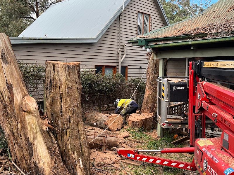 Cut It Right Tree Service tree services work in Langwarrin