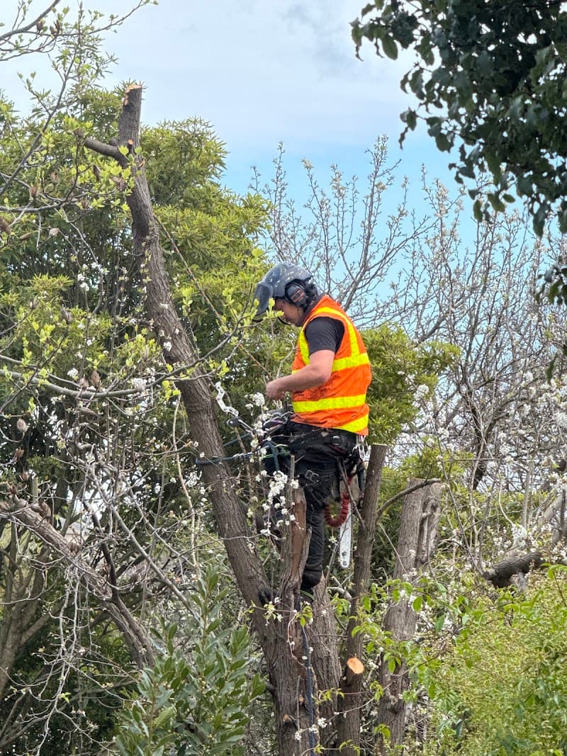 Cut It Right Tree Service tree services work in Langwarrin