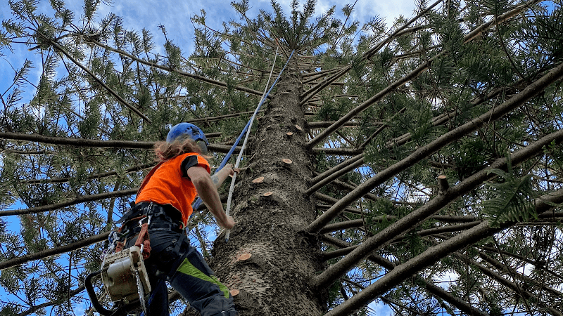 Cutting Edge Tree Maintenance tree services work in Charlestown
