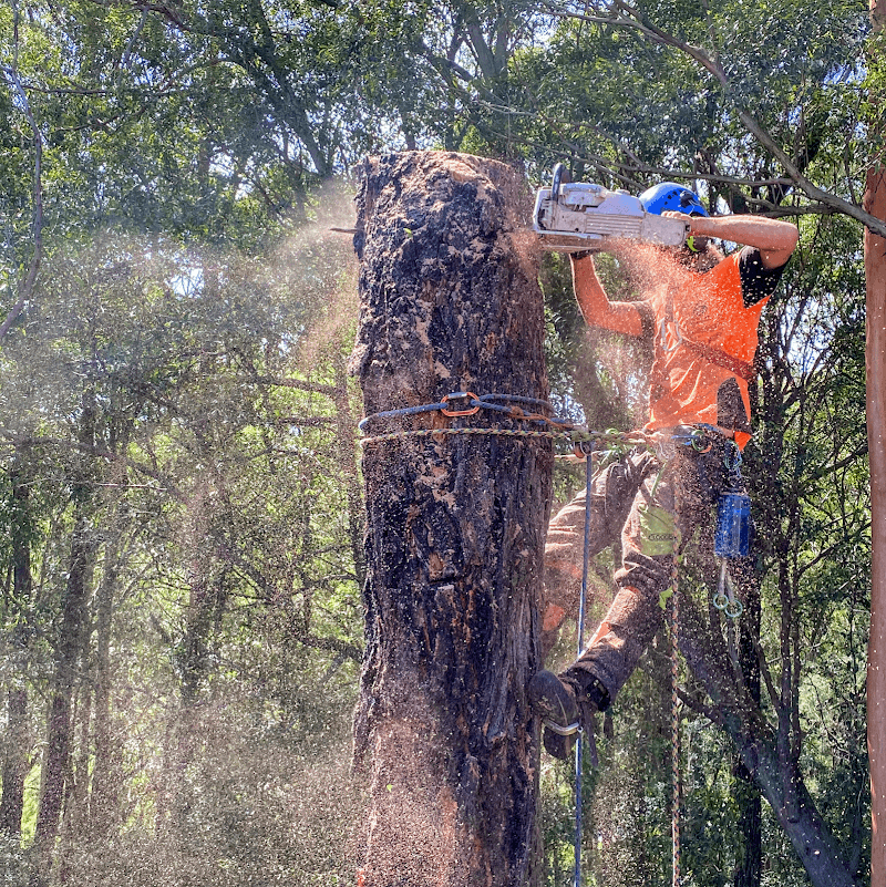 Cutting Edge Tree Maintenance tree services work in Charlestown