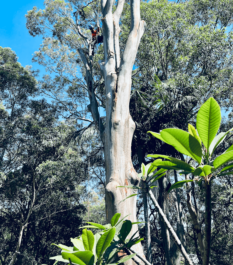 Cutting Edge Tree Maintenance tree services work in Charlestown