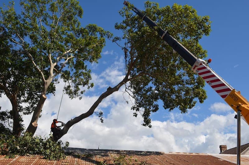 Cutting Edge Tree Maintenance tree services work in Charlestown